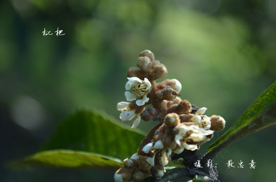 蔷薇科枇杷属枇杷 Eriobotrya japonica (Thunb.) Lindl.  (1)副本.jpg