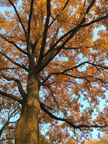 壳斗科栎属栓皮栎 Quercus variabilis Bl.  (60)副本.jpg