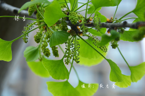 银杏科银杏属银杏 Ginkgo biloba L.  (47)副本.jpg