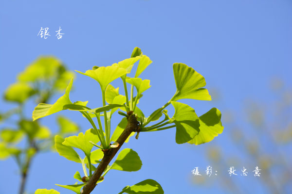 银杏科银杏属银杏 Ginkgo biloba L.  (186)副本.jpg