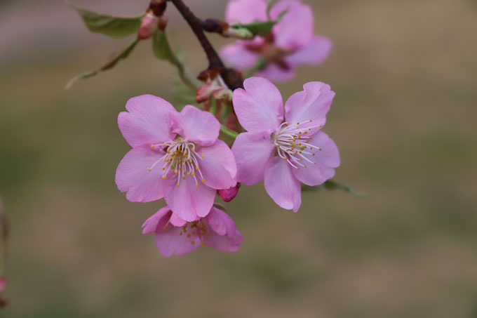 JAF-379 蔷薇科樱属河津樱.JPG